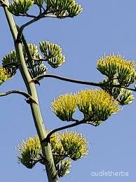 Agave americana flower3.jpeg